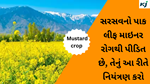 Mustard crop  : મસ્ટર્ડ લીફ ખાણિયો કેવી રીતે થાય છે?  નિયંત્રણ  રાખવા માટે કરો આ  ઉપાય 