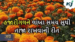 હજારીગલને લાંબા સમય સુધી તાજા રાખવા માંગતા હોવ તો ખાંડનો ઉપયોગ કરો, જાણો આ ખાસ ટેકનિક 