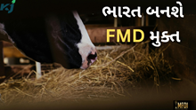 બનાવવામાં આવશે FMD મુક્ત ભારત,આ નવ રાજ્યોથી શરૂ કરવામાં આવ્યો પ્રોગ્રામ 