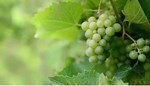  Grape Cultivation  દ્રાક્ષની ખેતીની આ ટેકનિક અપનાવો અને મેળવો મબલખ ઉત્પાદન 