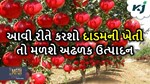દાડમ વાવો અને મેળવો 10 લાખની મોટી આવક, આવી રીતે મેળવો અઢળક ઉત્પાદન