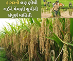 ડાંગરની લણણી થી લઈને વેંચણી સુધી ધ્યાન રાખવાની બાબત, નાની ગલતી આપી શકે છે મોટી ઈજા