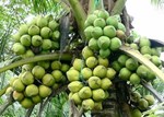 Coconut Farming: 80 વર્ષ સુધી ફળ આપે છે નાળિયેરનું ઝાડ, ખેડૂતોને થશે લાખોમાં કમાણી