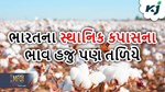 ભારતના સ્થાનિક કપાસના ભાવ હજુ પણ તળિયે