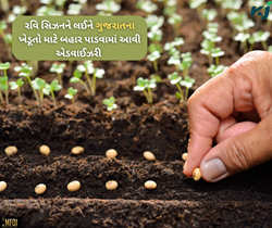 શિયાળા પાકની વાવણીને લઈને કૃષિ મંત્રાલયએ ગુજરાતના ખેડૂતો માટે બહાર પાડી એડવાઈઝરી 