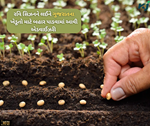 શિયાળા પાકની વાવણીને લઈને કૃષિ મંત્રાલયએ ગુજરાતના ખેડૂતો માટે બહાર પાડી એડવાઈઝરી