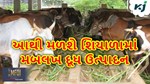 Animal Husbandry: વધુ પડતી ઠંડીથી દુધાળા પશુને રક્ષણ આપવા માટે કરો આ કામ