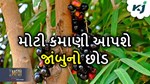 નિષ્ણાતોએ આપી ખેડૂતોને સલાહ, જાંબુના વાવેતરથી કરી શકો છો મોટી કમાણી