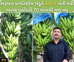 Success Story: આધુનિક ટેક્નોલોજી થકી શરૂ કરી કેળાની ખેતી, આજે આવક પહોંચી 70 લાખથી પણ વધુ 