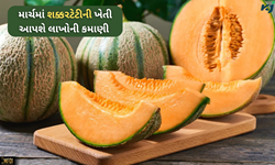 Muskmelon: માર્ચમાં શક્કરટેટીની ખેતી આપશે લાખોની કમાણી, ફક્ત કરવું પડશે આટલું જ 