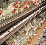 ઇંડાની અછત છે, સરકારે મરઘાં ઉછેર માટે સબસિડી આપવાની યોજના તૈયાર કરી છે.