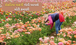 આ બે ફૂલોની ખેતી કરી દેશે માલામાલ, બાજારમાં છે મોટા પાયે માંગણી 