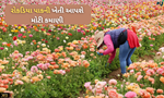 આ બે ફૂલોની ખેતી કરી દેશે માલામાલ, બાજારમાં છે મોટા પાયે માંગણી