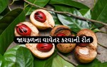 જાયફળના વાવેતર કરવાની રીત, મળશે મોટો ફાયદો