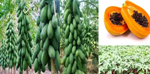 Cultivation Of Papaya: પપૈયાની ખેતી મારફતે વધુ ઉત્પાદન અને આવક મેળવવા આ બાબતોની રાખો કાળજી