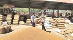 ગુજરાતમાં પહેલી વખત સોયાબીનનો ઝલઝલો છવાશે