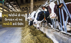 વધુ માંગણીના કારણે નથી મળી રહી ગીર ગાય તો આ જાતોની કરો ઉછેર, મળશે દૂધનું મોટા પાયે ઉત્પાદન 