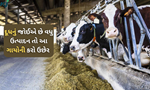વધુ માંગણીના કારણે નથી મળી રહી ગીર ગાય તો આ જાતોની કરો ઉછેર, મળશે દૂધનું મોટા પાયે ઉત્પાદન