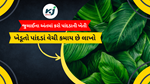 July End Leaves Cultivation : ખેડૂતો પાંદડા વેચીને લાખો રૂપિયા કમાઈ શકે છે. 