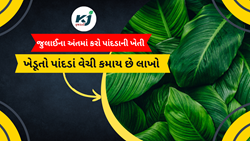 July End Leaves Cultivation : ખેડૂતો પાંદડા વેચીને લાખો રૂપિયા કમાઈ શકે છે. 