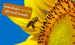Beekeeping: મધમાખી માટે મધુરસ અને પરાગરજ પુરી પાડતી વનસ્પતિઓની ઓળખ