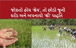 નવતર અભિગમ : શું છે ‘શ્રી’ પદ્ધતિ કે જે ડાંગર પાકમાં વધુ ઉત્પાદન અને નફો કરાવેછે ?
