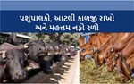કેવી રીતે બનાવશો ‘પશુ’ને ‘ધન’ ? આ રહ્યા વૈજ્ઞાનિક રીતે પશુપાલન અને પશુ સંવર્ધન માટેના મહત્વના સૂચનો