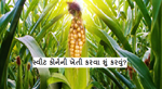 સ્વીટ કોર્નની ખેતી કરવાની વૈજ્ઞાનિક પદ્ધતિ