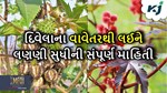 Ricinus Farming: તેલીબિયા પાક દિવેલાની જમીનની તૈયારીથી લઈને રોગો તેમ જ લણણી સુધીની સંપૂર્ણ માહિતી