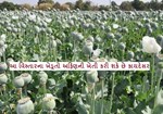 જાણો ભારતમાં અફિણની ખેતી ક્યાં થાય છે અને આ ખેતી માટે લાયસન્સ કેવી રીતે મેળવી શકાય છે ?