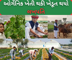 Success Story: ઓર્ગેનિક ખેતી થકી ખેડૂતો બન્યો બીજા માટે પ્રેરણા, લાખોમાં પહોંચાડી પોતાની આવક 