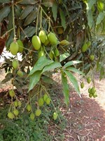 આબાવાડીમાં મધિયાનું યોગ્ય નિયંત્રણ કરવું