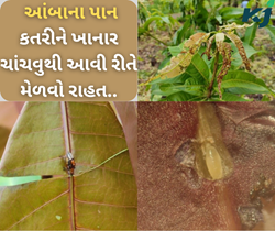 જાણો..આંબાના પાનને કતરી ખાનાર ચાંચવું વિશે, જેઓ ઉપર નાખે છે મોટા પાચે અસર 