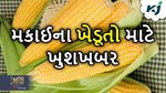 મકાઈના વાવેતર કરનાર ખેડૂતો માટે ખુશખબર, હવે આ કિંમત પર વેચી શકશે