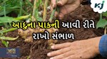 Ginger Crop: આદુના પાકમાં દેખાતા રોગ જીવાત અને તેની સારવાર