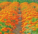 હજારીગલનું ઉત્પાદન અને તેને લગતી ટેકનિક શું છે તે જાણો