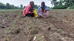 Til Farming: ખેડૂતોની ગરીબી દૂર કરી શકે છે તલનો પાક, આ રીતે કમાવો બમ્પર નફો