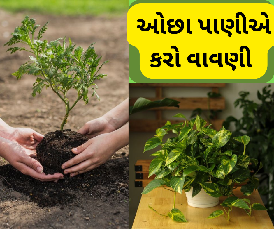 બેસ્ટ પ્લાન્ટસ એવર