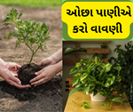 Planting: જાણો એવા પાંચ છોડના વિશેમાં જેની વધુ કાળજી તેમને બગાડી નાખશે
