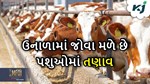 દૂધાળા પશુઓમાં ગરમીના તણાવની અસરોને ઘટાડવા માટે પશુપોષણ થકી વ્યૂહરચના