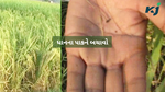 Protect Paddy Crop : સૂંડી જીવાતના હુમલાથી તમારા ધાનના પાકને બચાવો અને નુકસાન થતું અટકાવો
