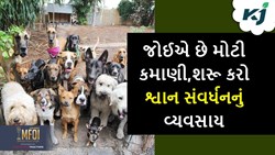 Breeding Dogs:  દેશમાં વેગ પકડી રહ્યું છે કુતરા ઉછેરનો વ્યવસાય, તમે પણ કરીને કરો મોટી કમાણી 