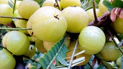 Amla Gardening: કૃષ્ણ, કંચન, નરેન્દ્ર અને ગંગા બનારસી જાતો સાથે કરો આમળાની બાગાયત, તમને બમ્પર ઉપજ મળશે