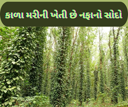 બ્લેક ગોલ્ડ તરીકે ઓળખાતી કાળા મરીની ખેતી છે ખેડૂતો માટે નફાનો સોદો, બનાવી નાખશે કરોડપતિ