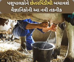 પશુપાલકોને છેતરપિંડીથી બચાવવા વૈજ્ઞાનિકોએ વિકસાવી નવી તકનીક, આવી રીતે કરશે કામ