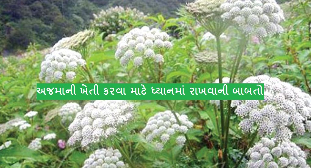 અજમાની ખેતી કરવામાં શું કાળજી રાખવી?