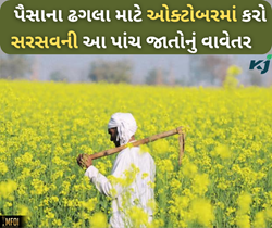 ઓક્ટોબરમાં કરો સરસવની આ પાંચ જાતોની વાવણી, મળશે અઢળક ઉત્પાદન સાથે પૈસાનો ઢગલો