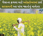 ઓક્ટોબરમાં કરો સરસવની આ પાંચ જાતોની વાવણી, મળશે અઢળક ઉત્પાદન સાથે પૈસાનો ઢગલો