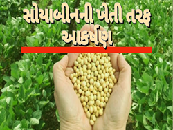 સોયાબીનની ખેતી તરફ ખેડૂતોનું આકર્ષણ: આ વર્ષે વાવેતર 10 ટકા વધવાનો અંદાજ, તાજેતરમાં જ MSPમાં થયો છે વધારો