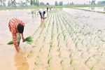 ખરીફ પાકના ઉત્પાદાન 15 કરોડ ટન થવાની શકયતા